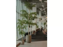 planten als decoratie huren