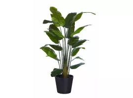 plant grote bladeren huren