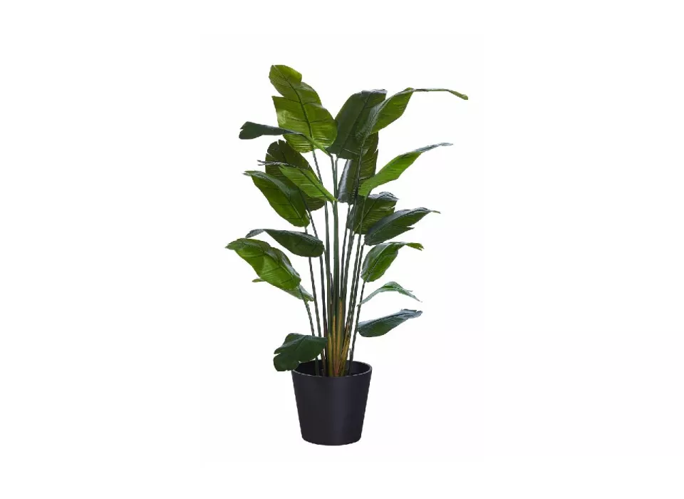 plant grote bladeren huren