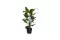 plant grote bladeren huren